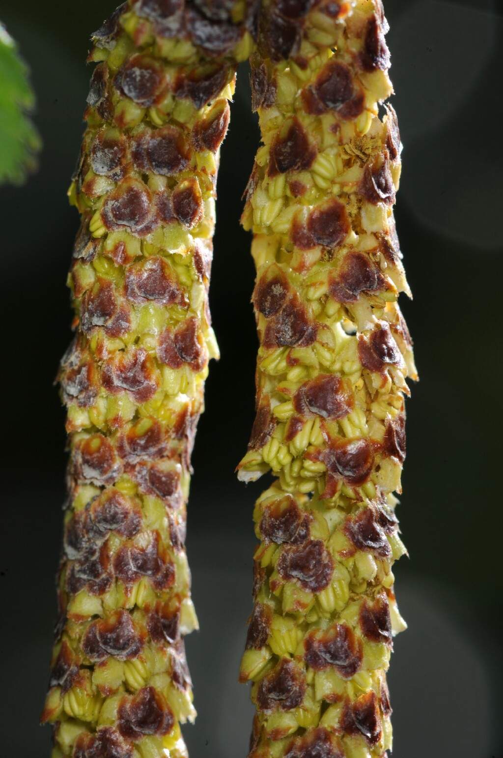 Betula pendula (hero image)