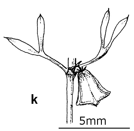 Roepera ammophila (hero image)