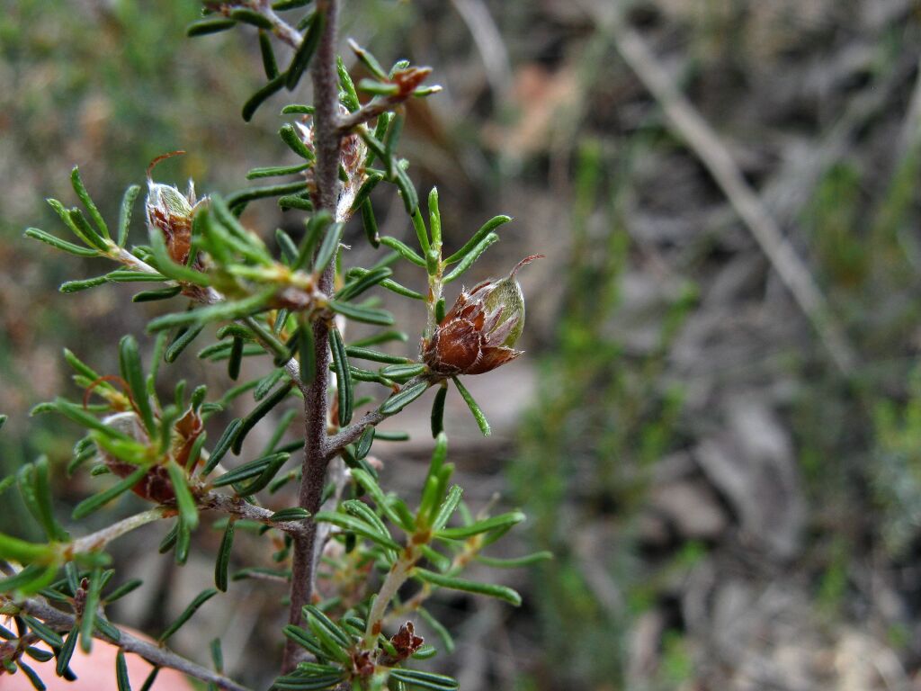 Pultenaea prostrata (hero image)
