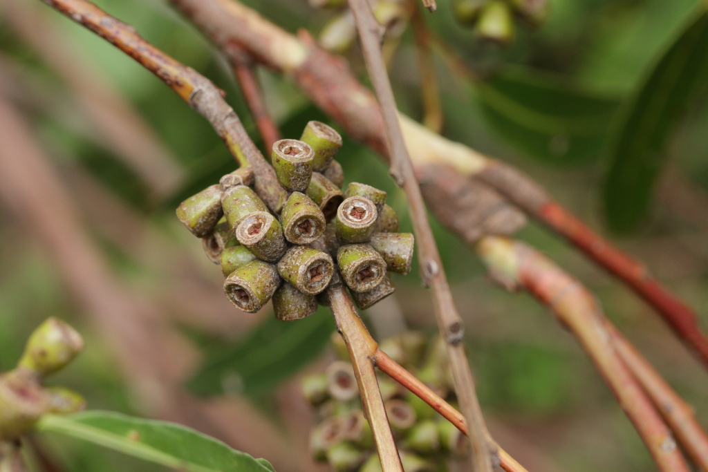 Eucalyptus botryoides (hero image)