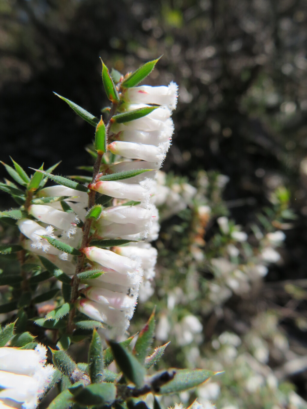 Styphelia fletcheri (hero image)