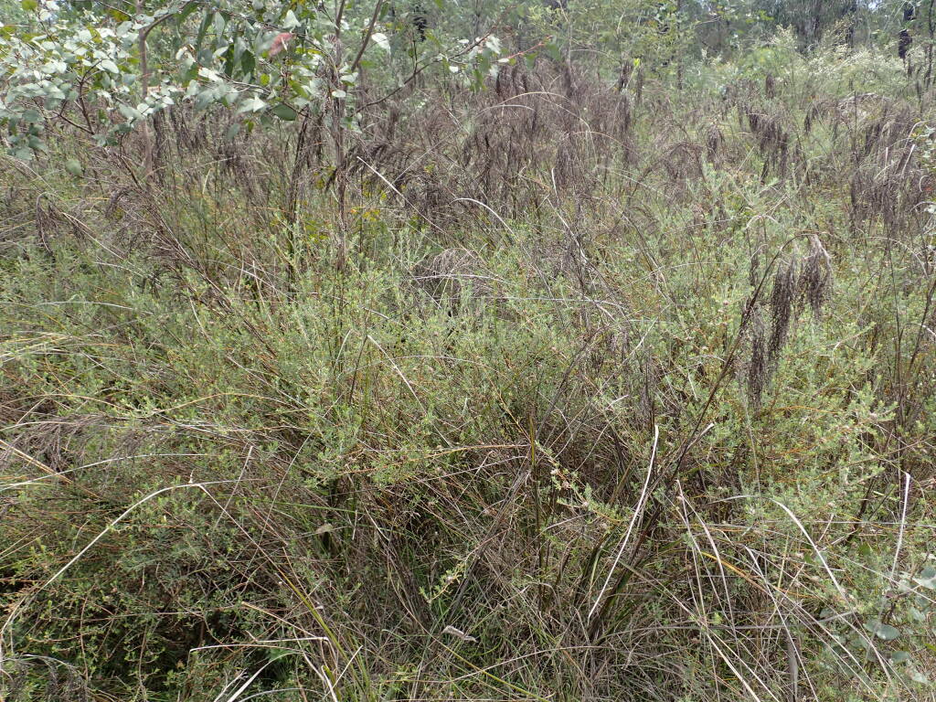 Pultenaea polifolia (hero image)