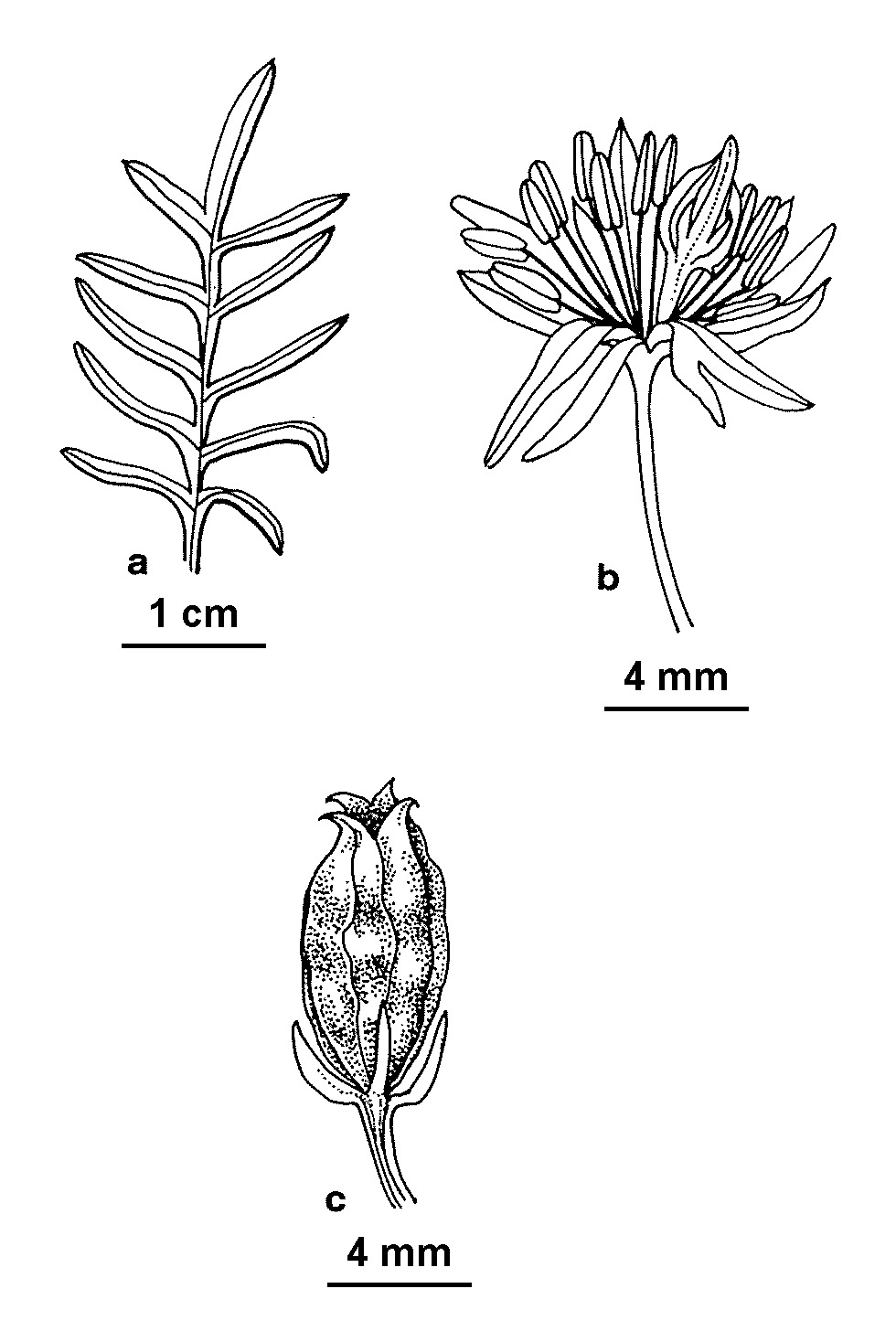 Reseda alba (hero image)