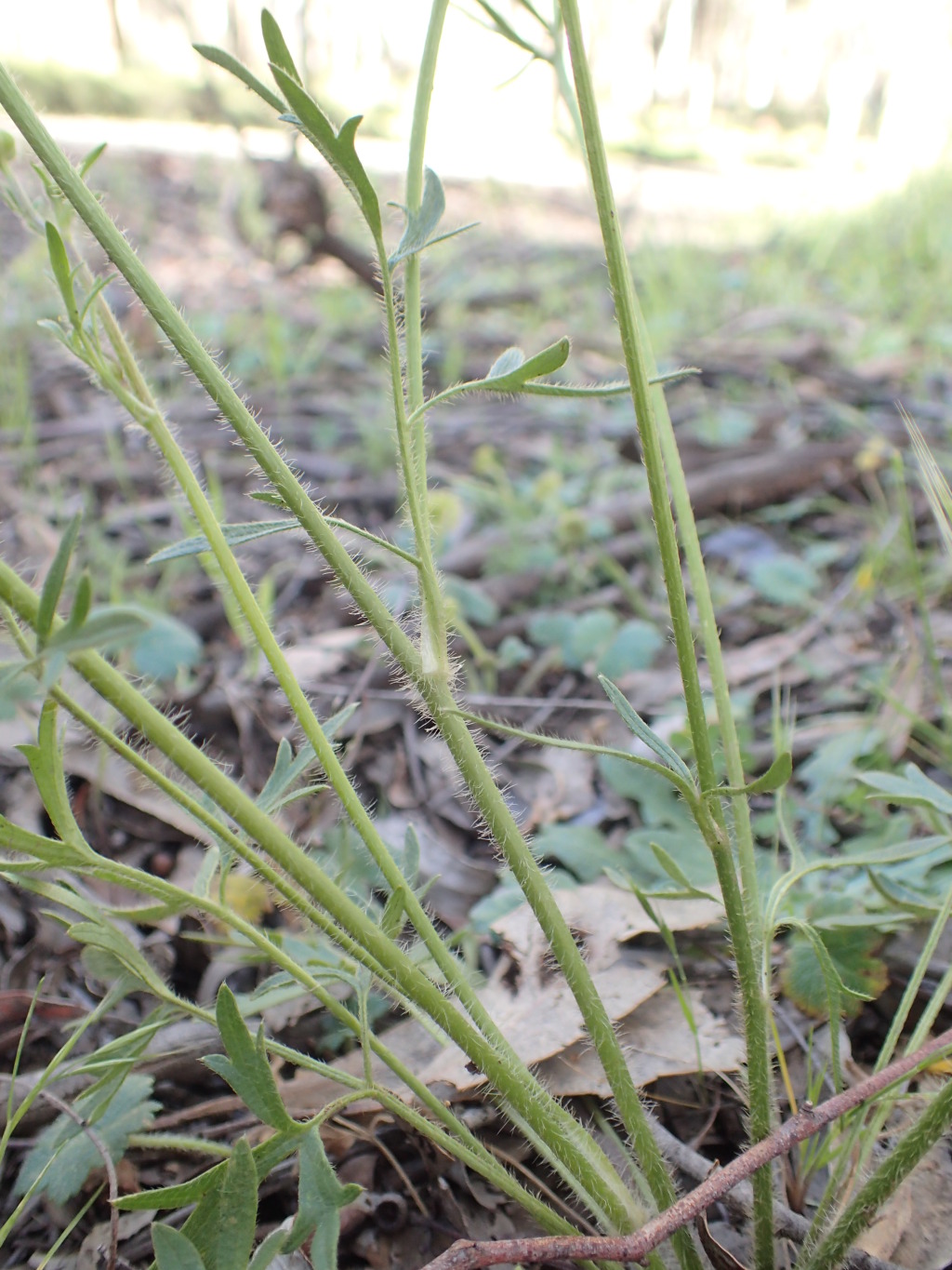 Ranunculus lappaceus (hero image)