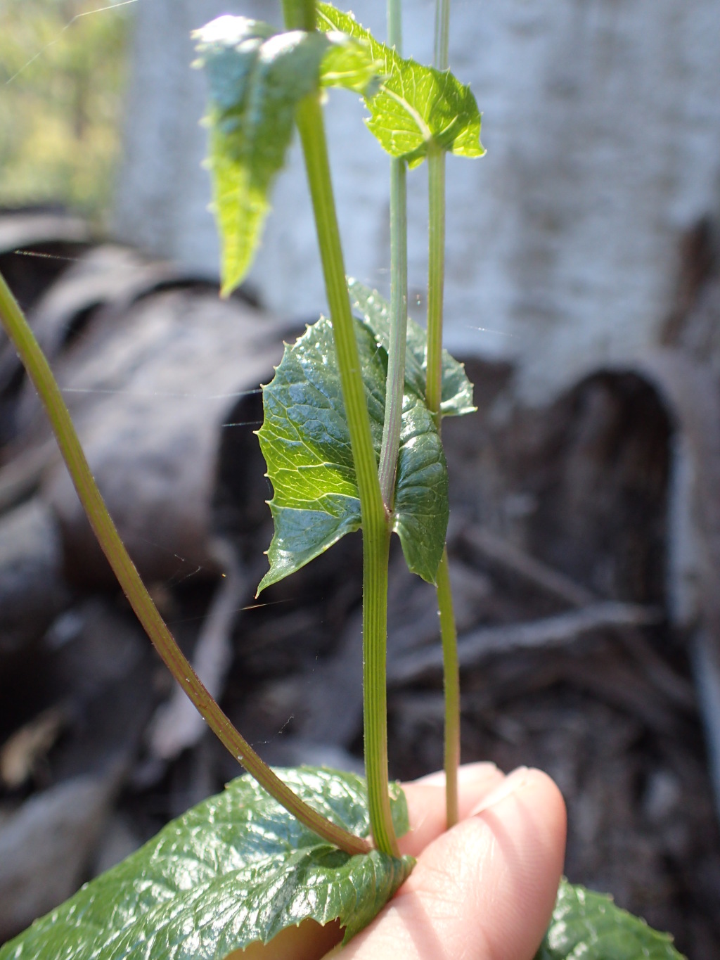 Senecio linearifolius var. latifolius (hero image)