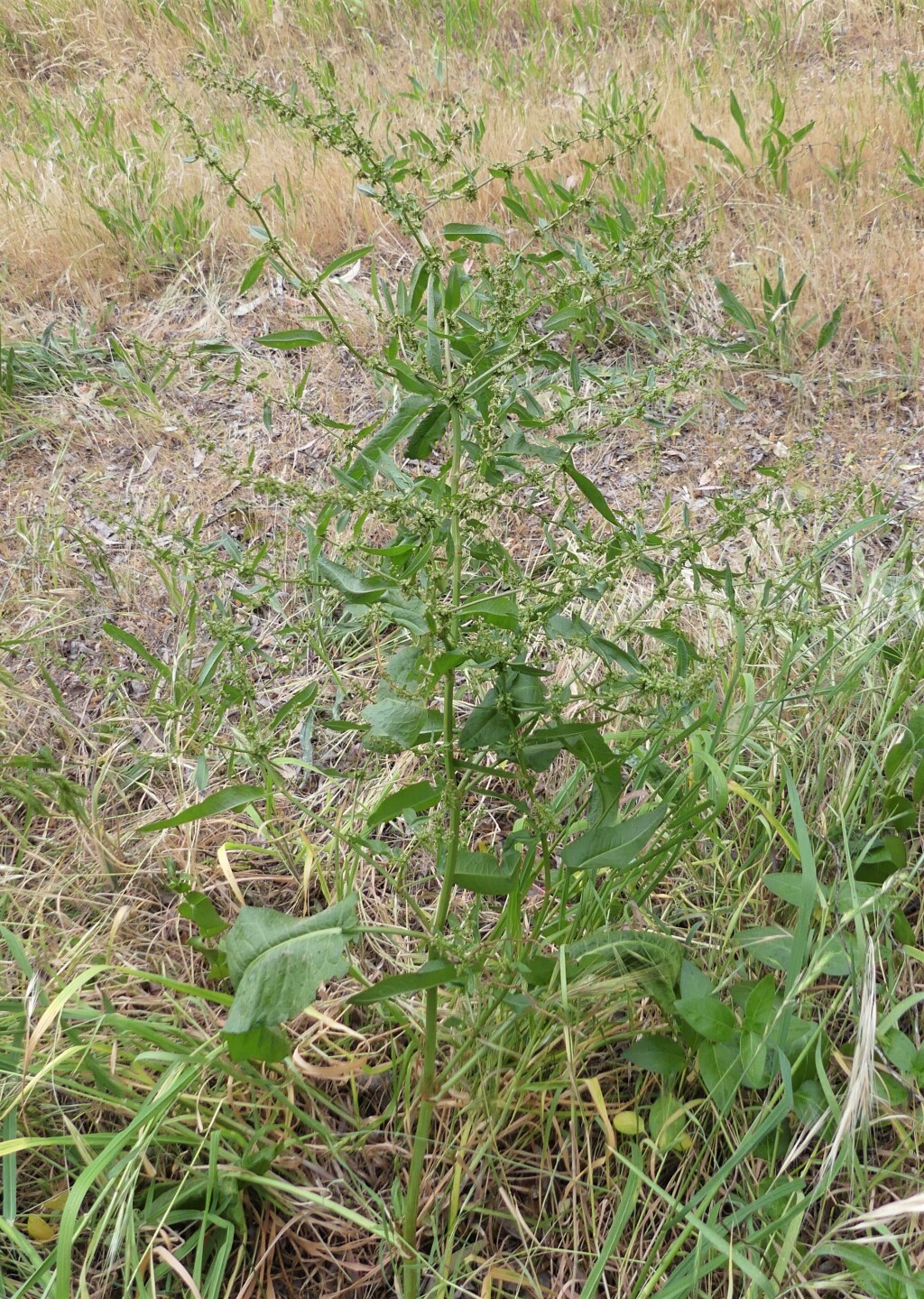 Rumex pulcher (hero image)