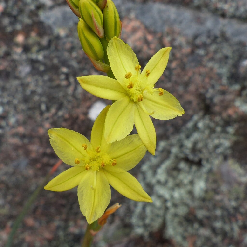 Bulbine glauca (hero image)