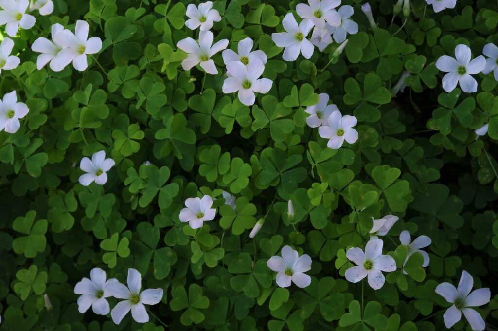 Oxalis incarnata (hero image)