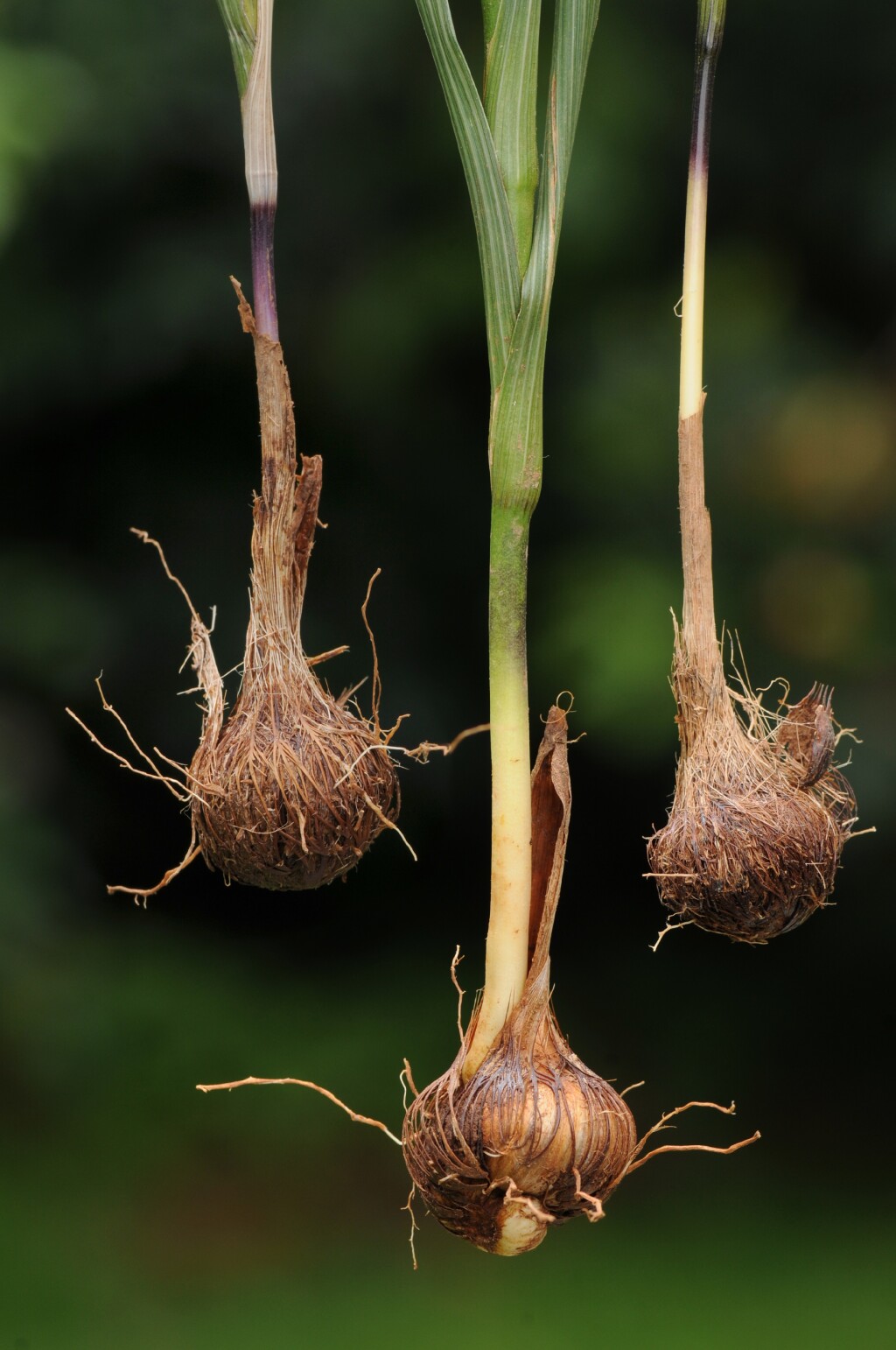 Moraea lewisiae (hero image)