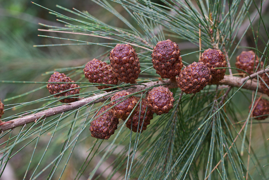 Allocasuarina littoralis (hero image)