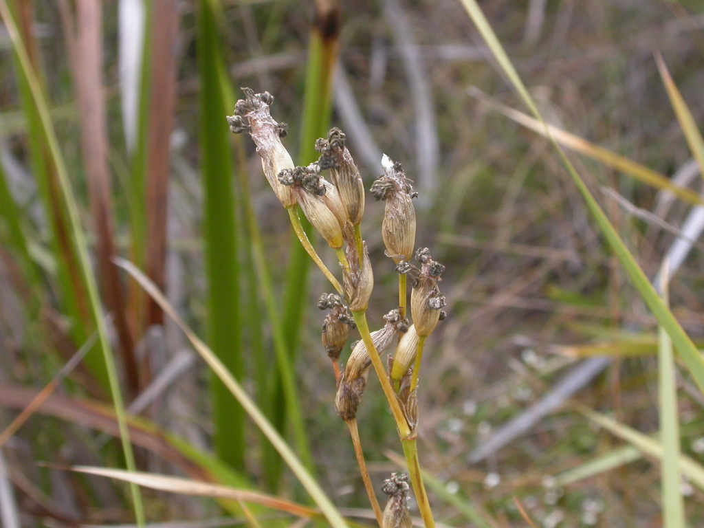 Orthrosanthus multiflorus (hero image)