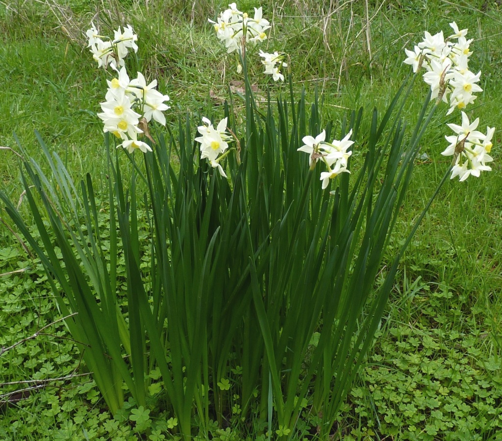 Narcissus tazetta (hero image)