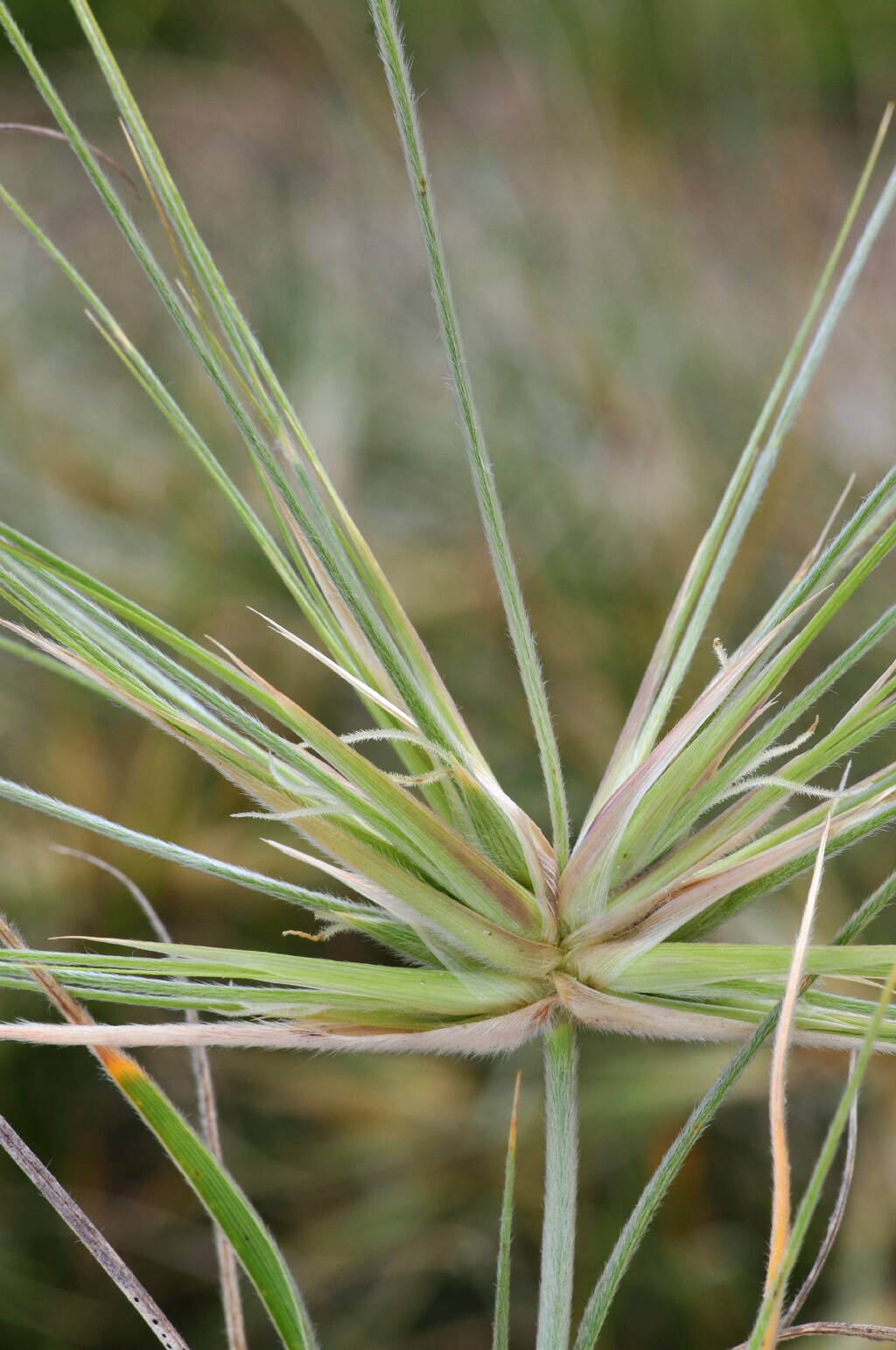 Spinifex (hero image)