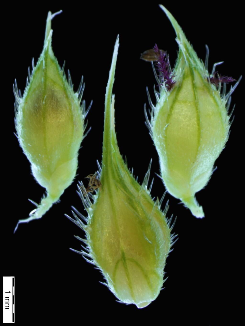 Echinochloa microstachya (hero image)