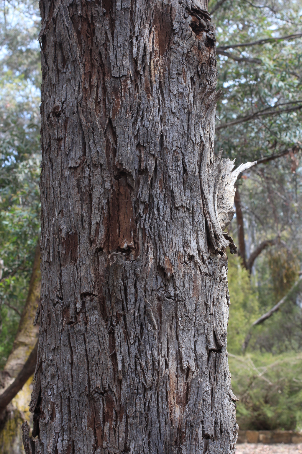 Eucalyptus longifolia (hero image)