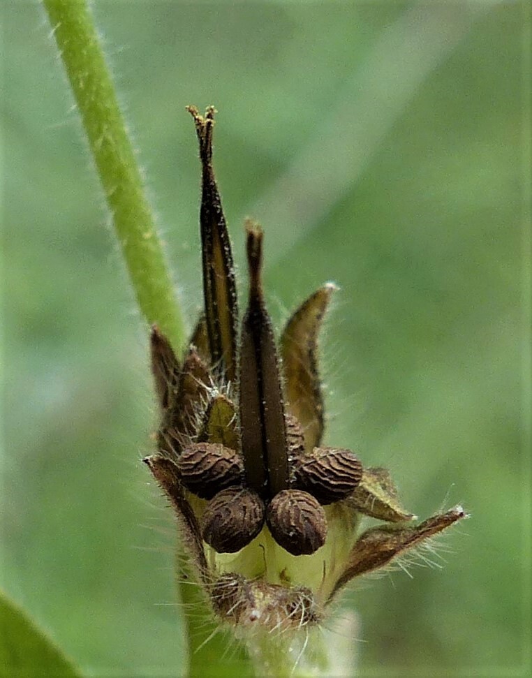 Geranium molle (hero image)