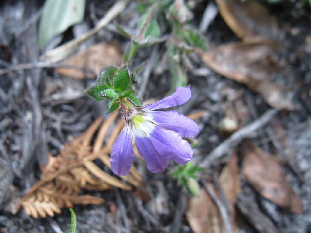 Scaevola aemula (hero image)