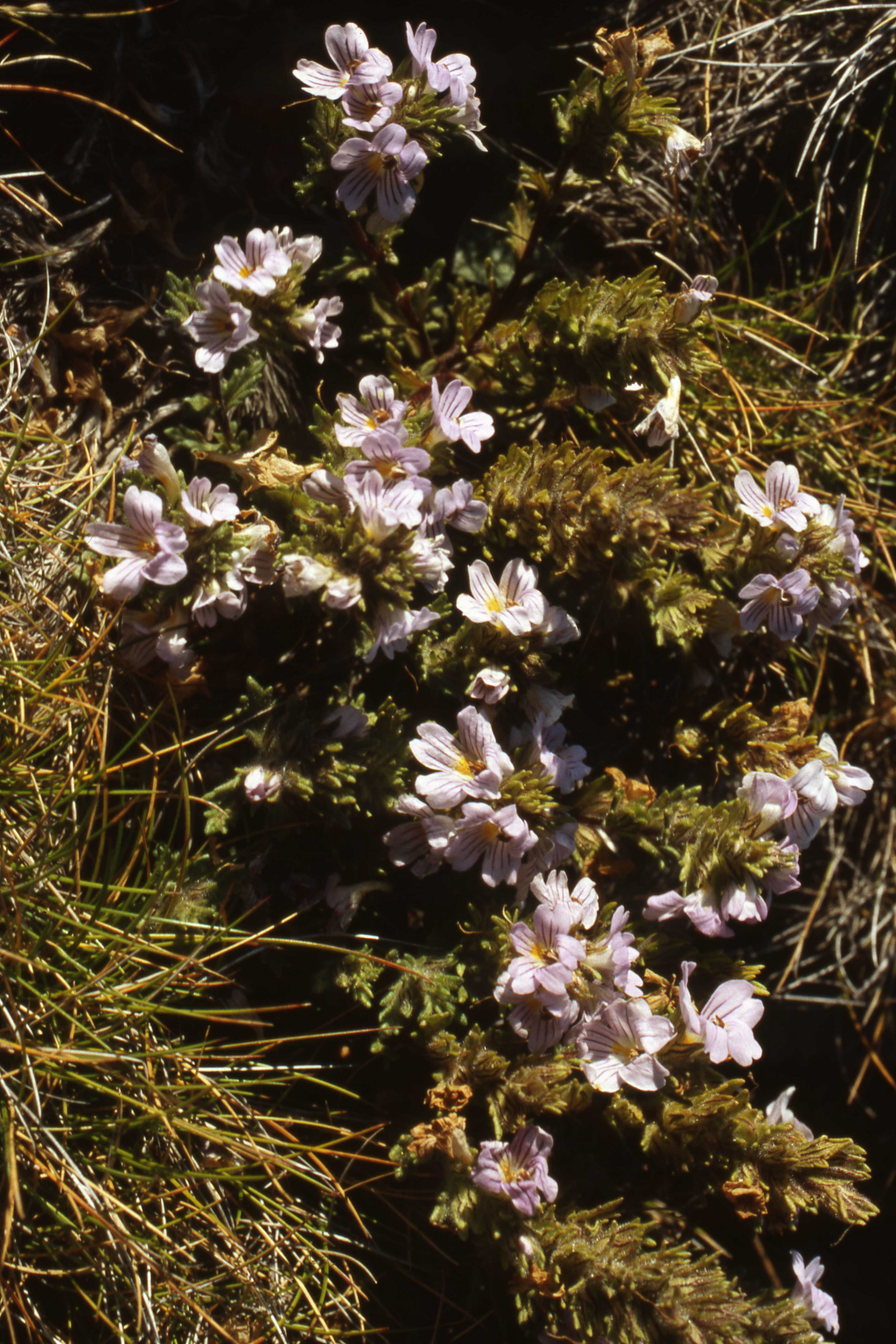 Euphrasia eichleri (hero image)