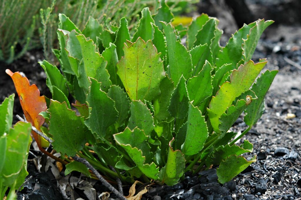 Lawrencia spicata (hero image)