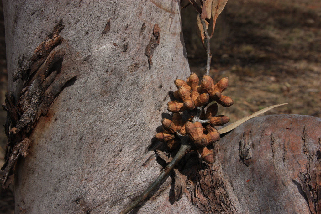 Eucalyptus stricklandii (hero image)