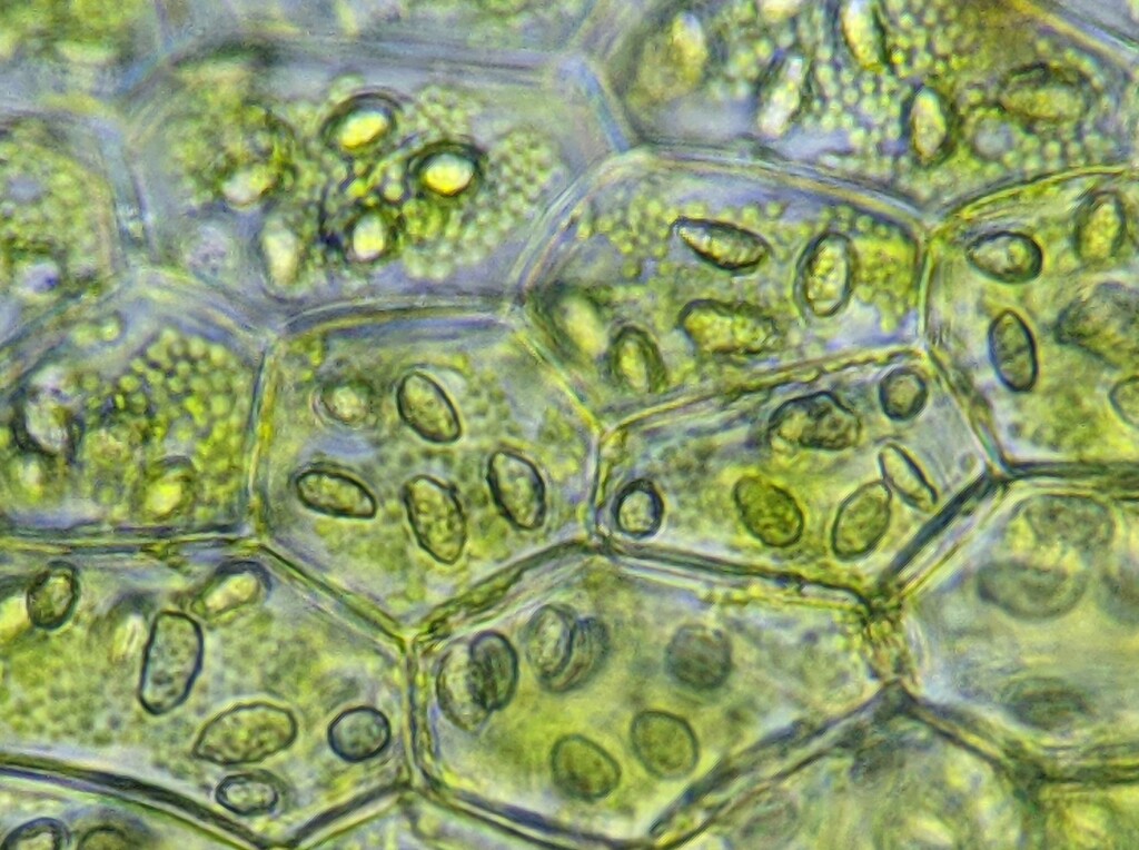 Cryptolophocolea (hero image)