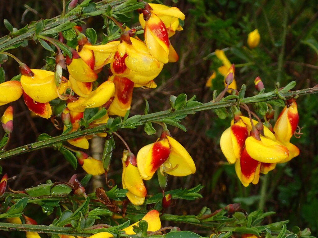 Cytisus (hero image)