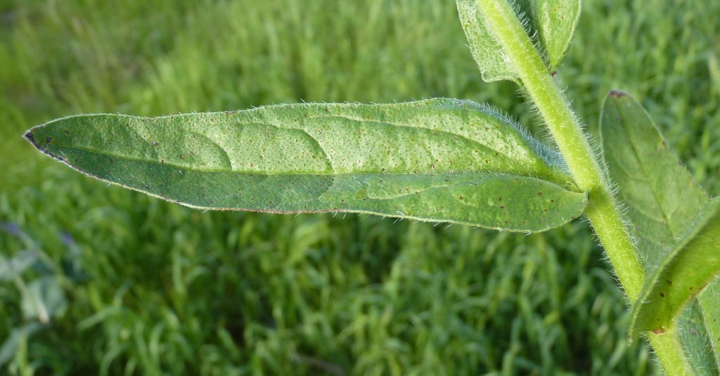 Echium (hero image)