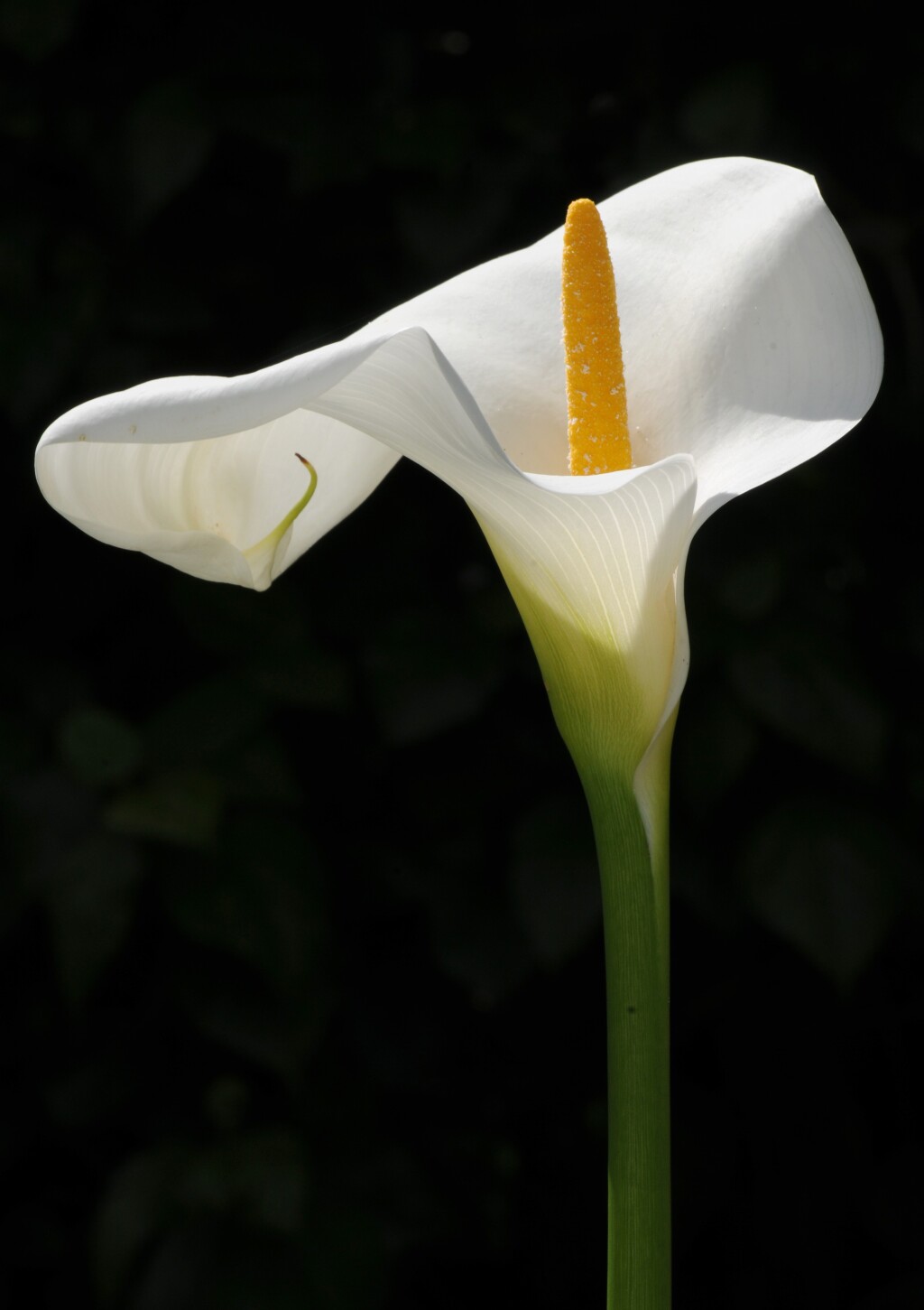 Zantedeschia aethiopica (hero image)