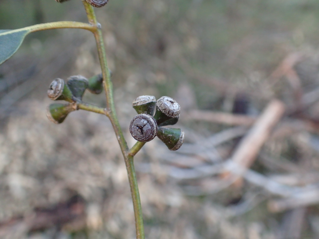 Eucalyptus ovata subsp. ovata (hero image)