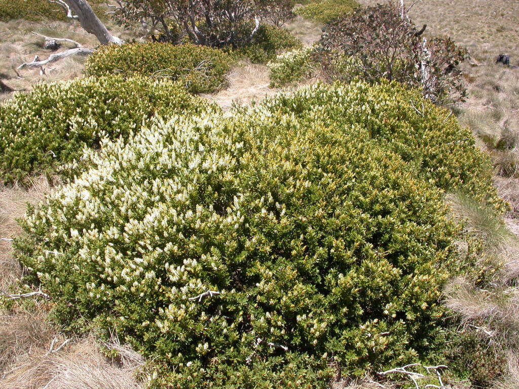 Orites lancifolius (hero image)