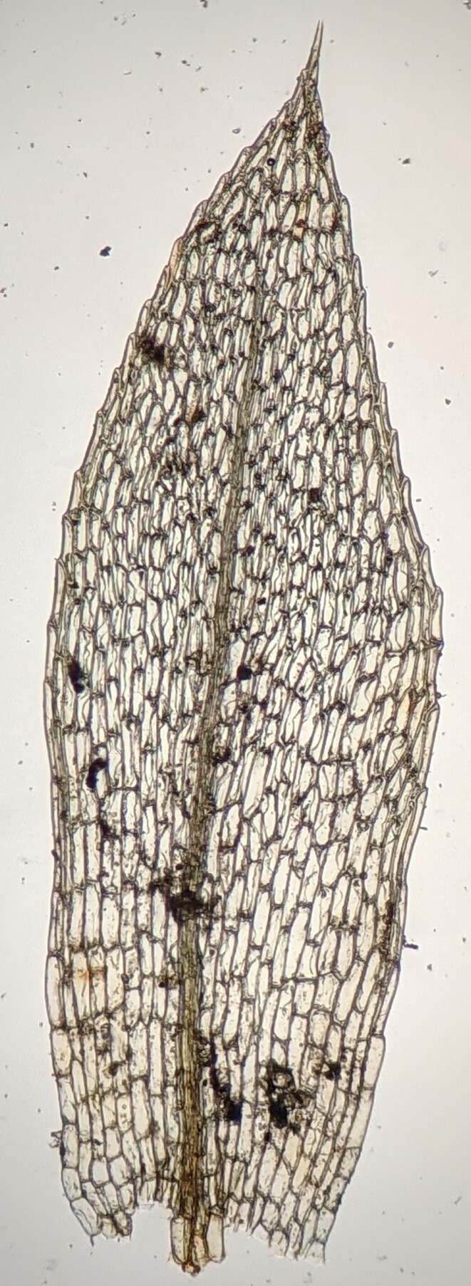 Entosthodon radians (hero image)