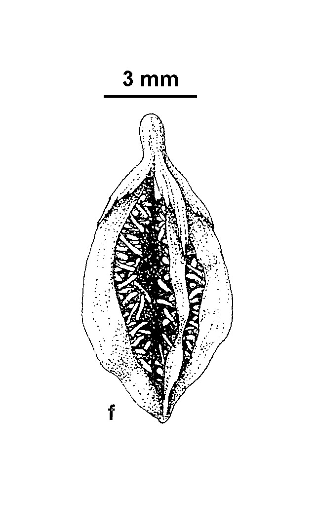 Xyris juncea (hero image)