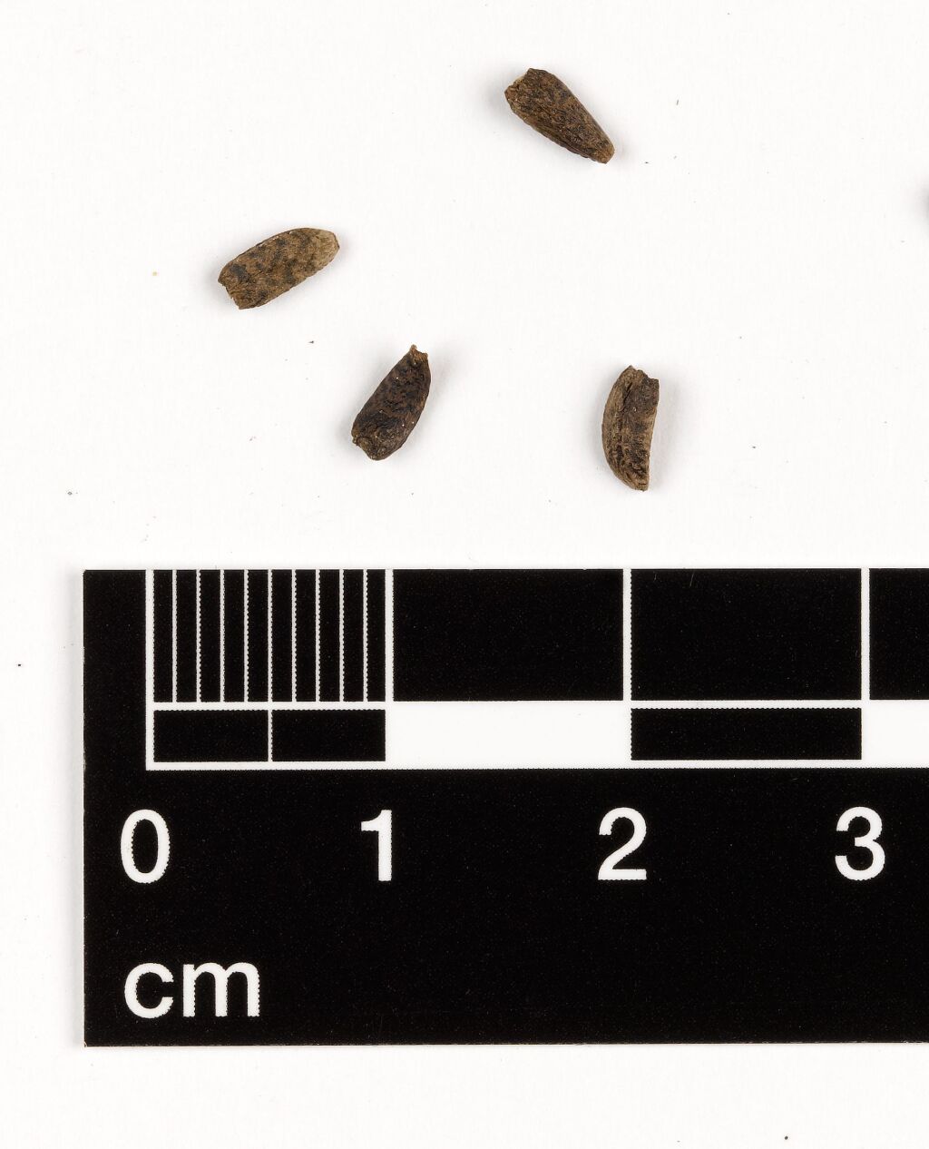 Arctium minus (hero image)