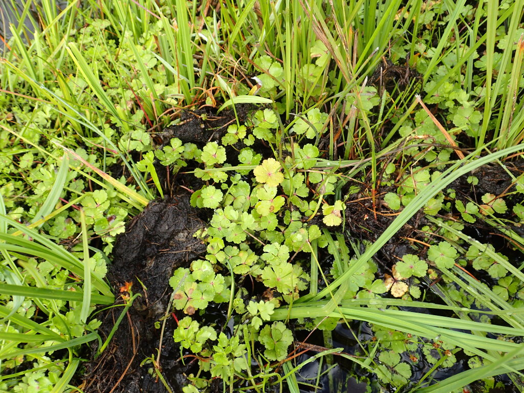 Hydrocotyle rivularis (hero image)