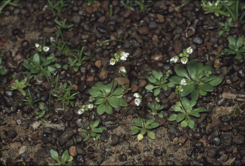 Erophila verna (hero image)