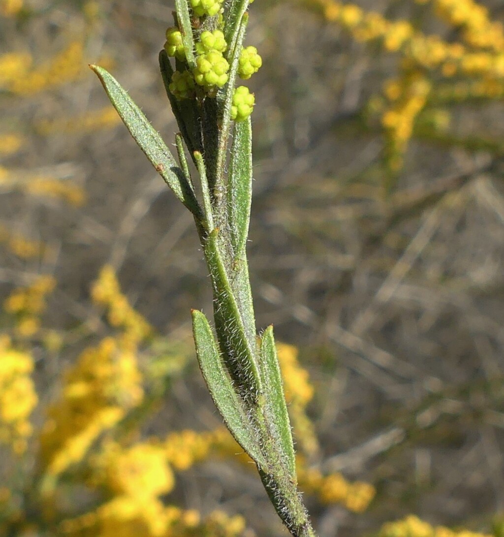 Acacia lineata (hero image)