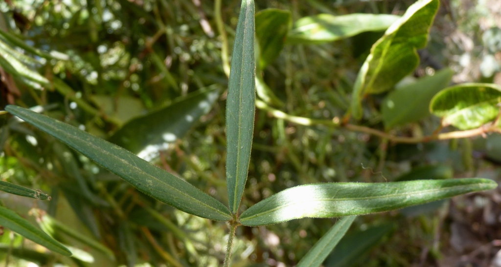 Glycine (hero image)