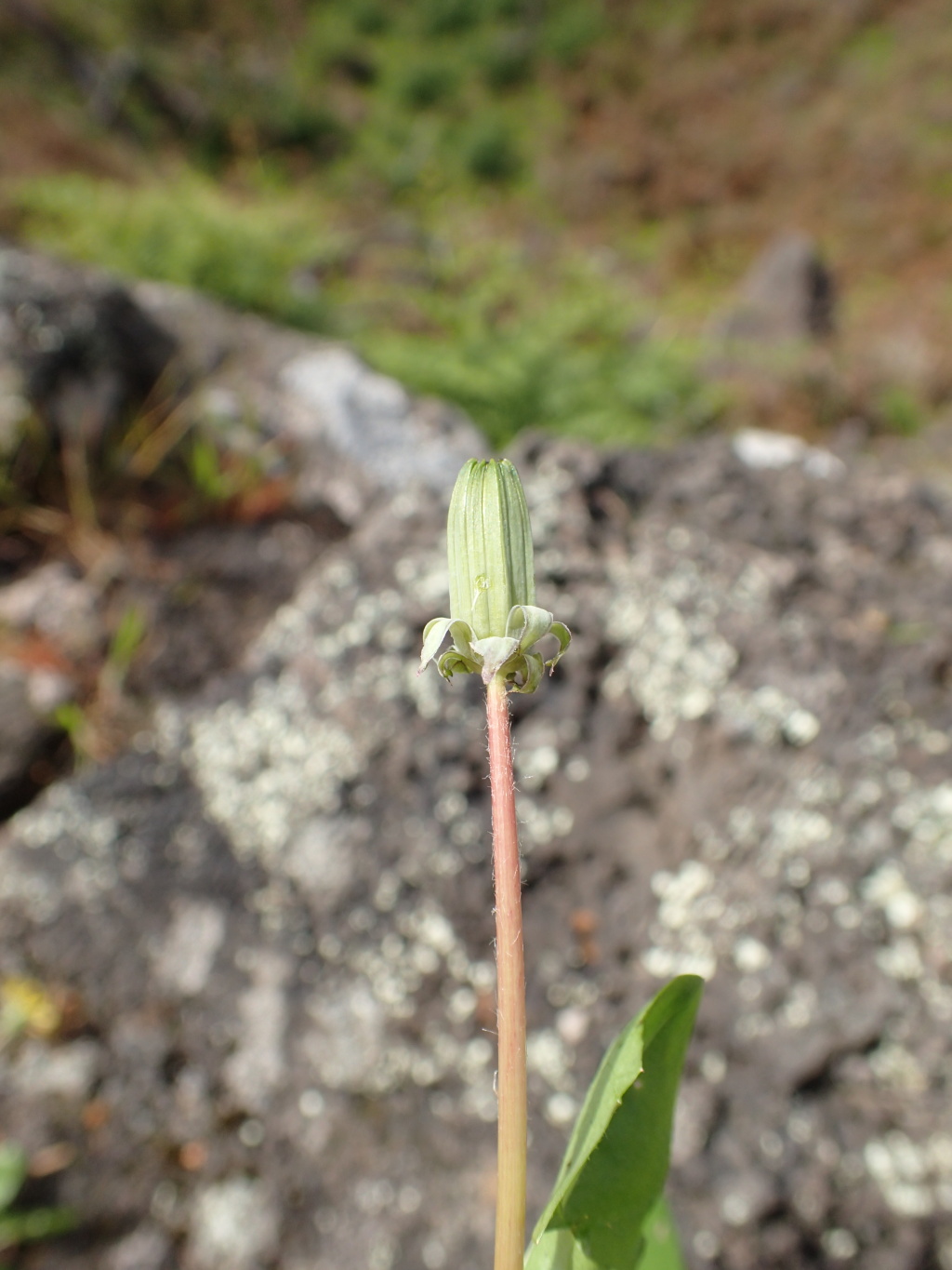 Taraxacum hepaticolor (hero image)