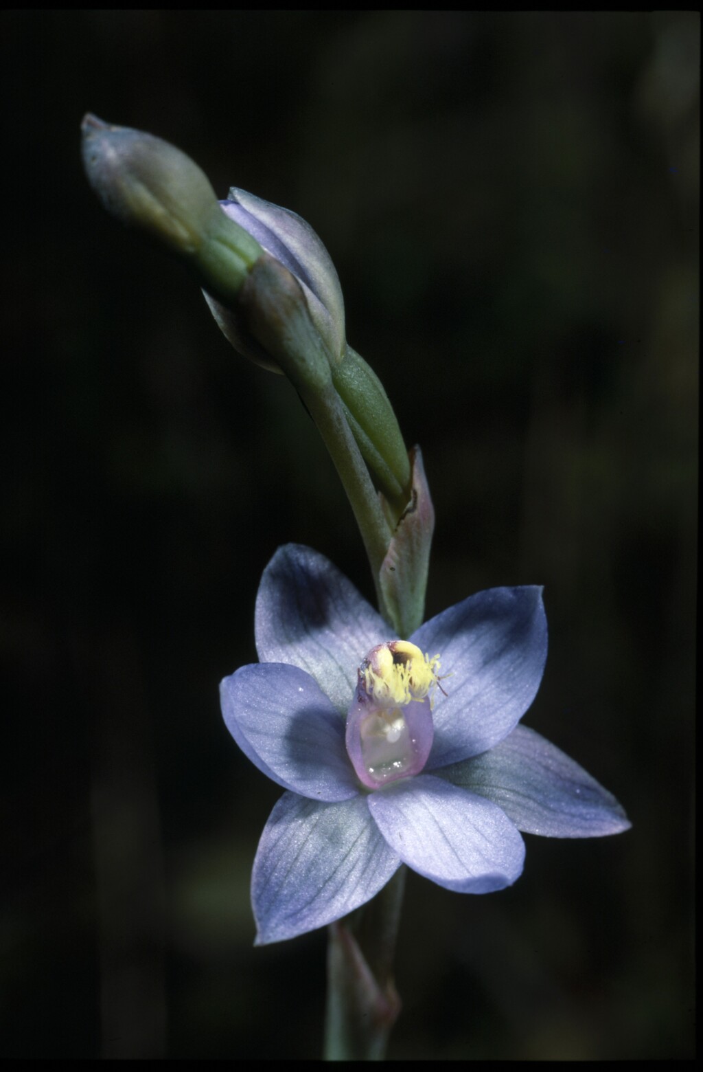 Thelymitra mucida (hero image)