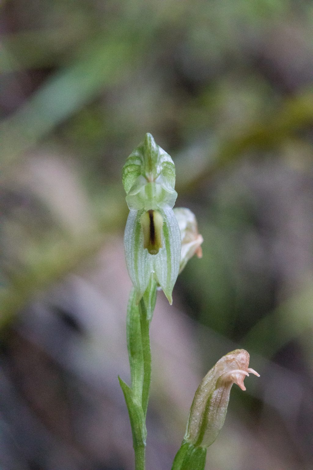 Pterostylis crassa (hero image)