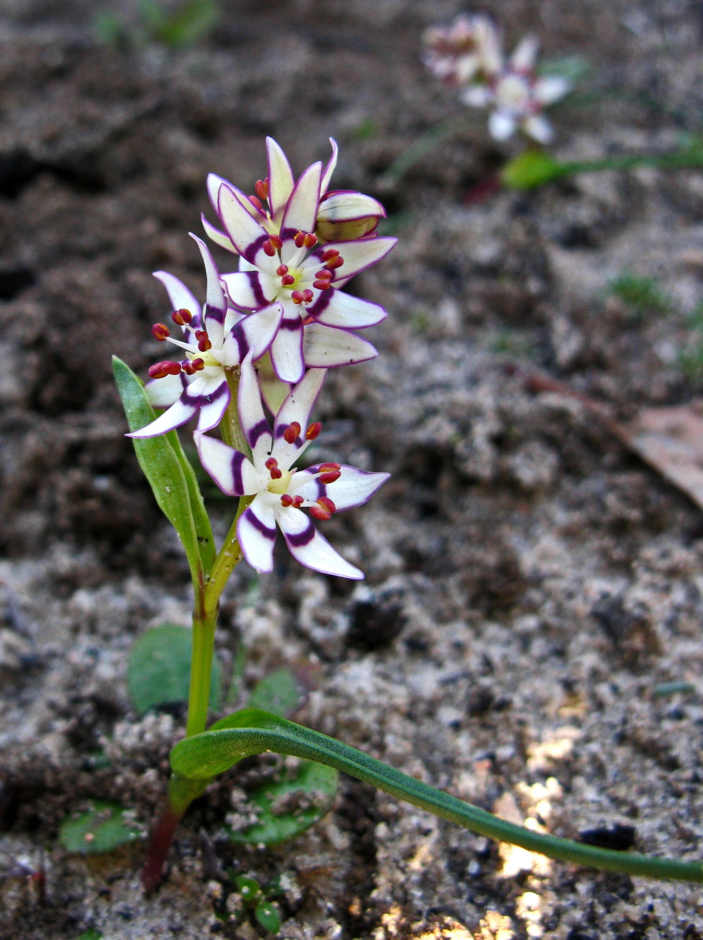 Wurmbea dioica subsp. brevifolia (hero image)