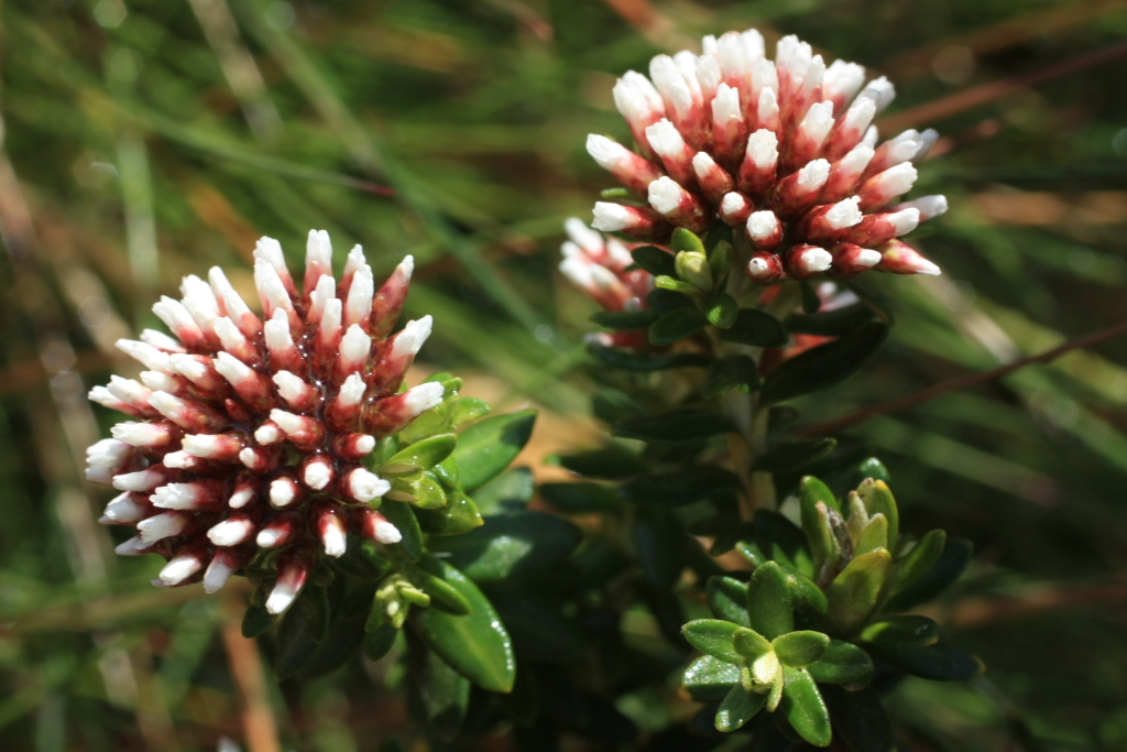Ozothamnus alpinus (hero image)