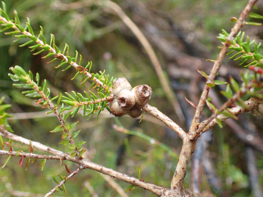 Melaleuca gibbosa (hero image)