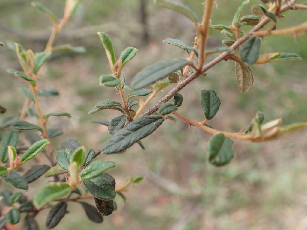 Pomaderris pauciflora (hero image)