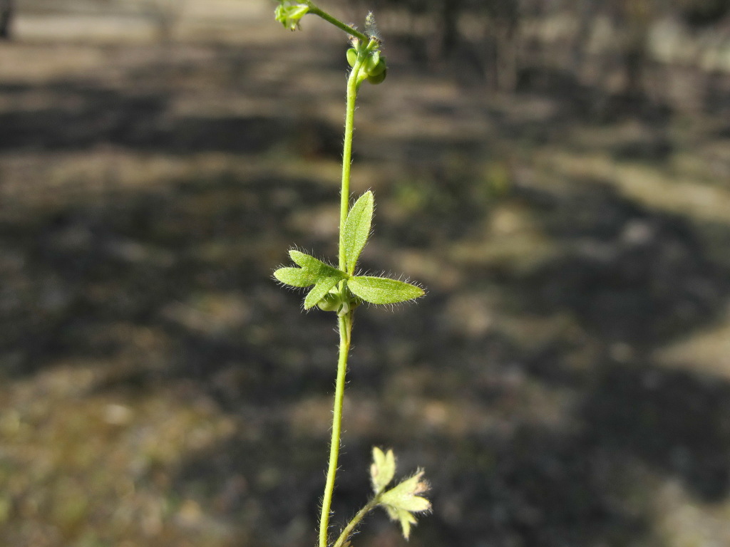 Ranunculus pumilio (hero image)