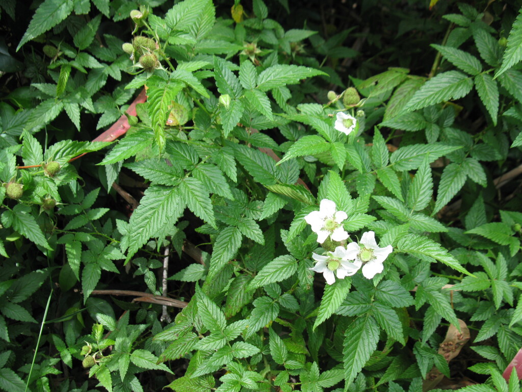 Rubus rosifolius (hero image)