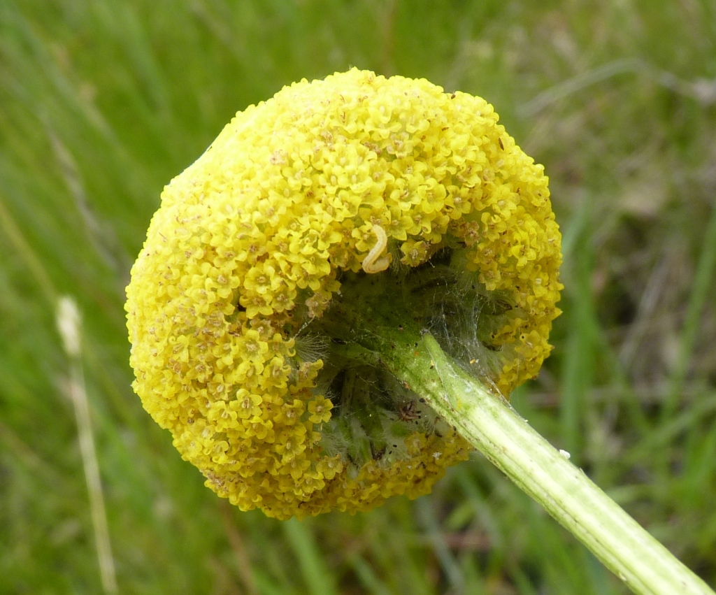 Craspedia paludicola (hero image)