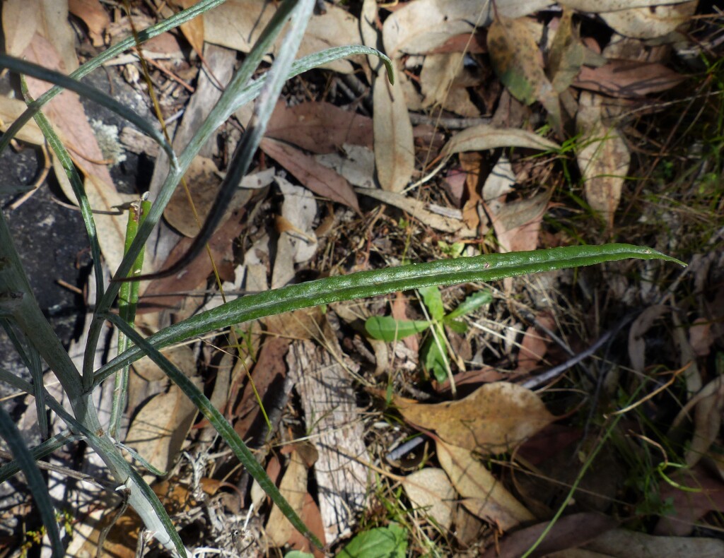 Senecio quadridentatus (hero image)