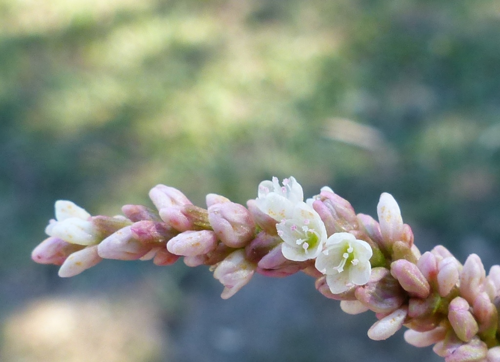 Persicaria lapathifolia (hero image)