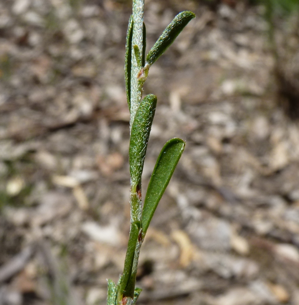 Pultenaea largiflorens (hero image)